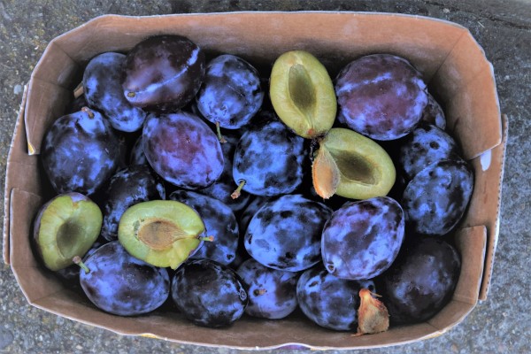 Picture Abwicklung 173